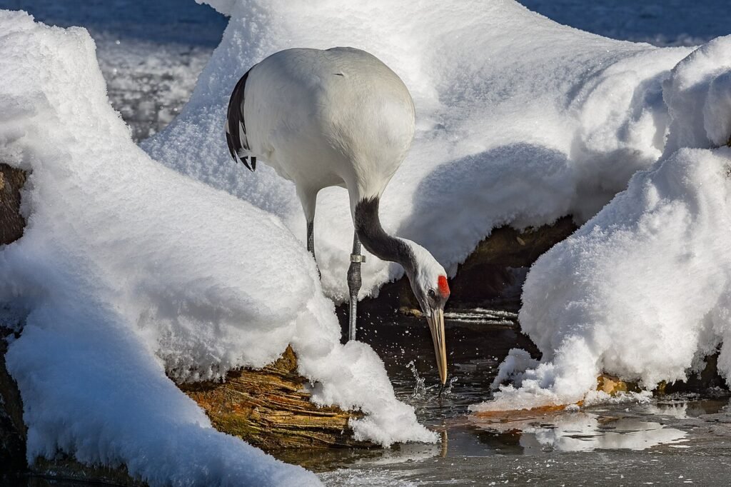 Red-crowned crane bending its neck toward water between banks of snow