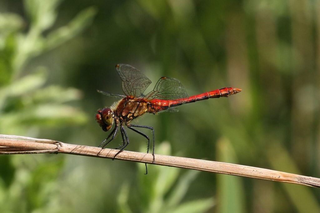 Red dragonfly perched on a thin stem with transparent wings against blurred green foliage