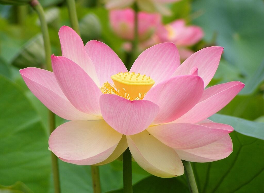 Open pink lotus flower with a yellow centre above green leaves