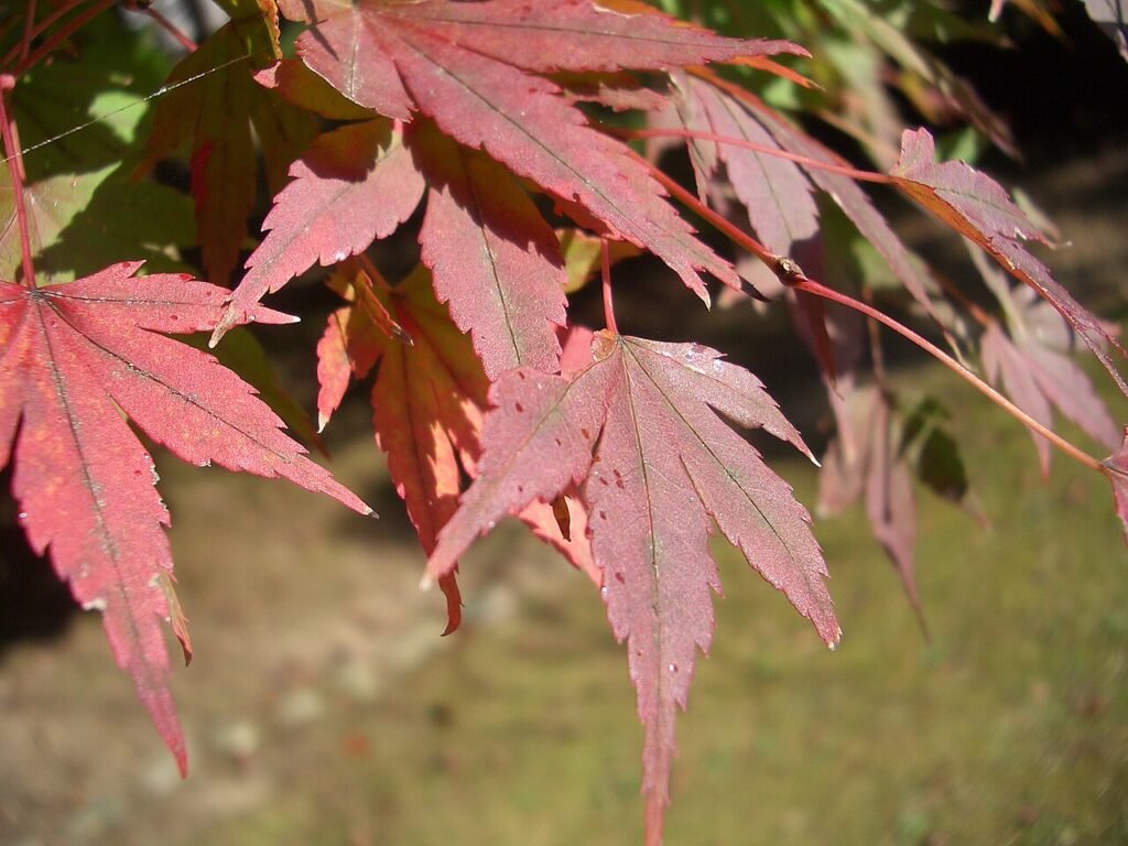 Red Japanese maple leaves spreading from thin branches against a softly blurred background