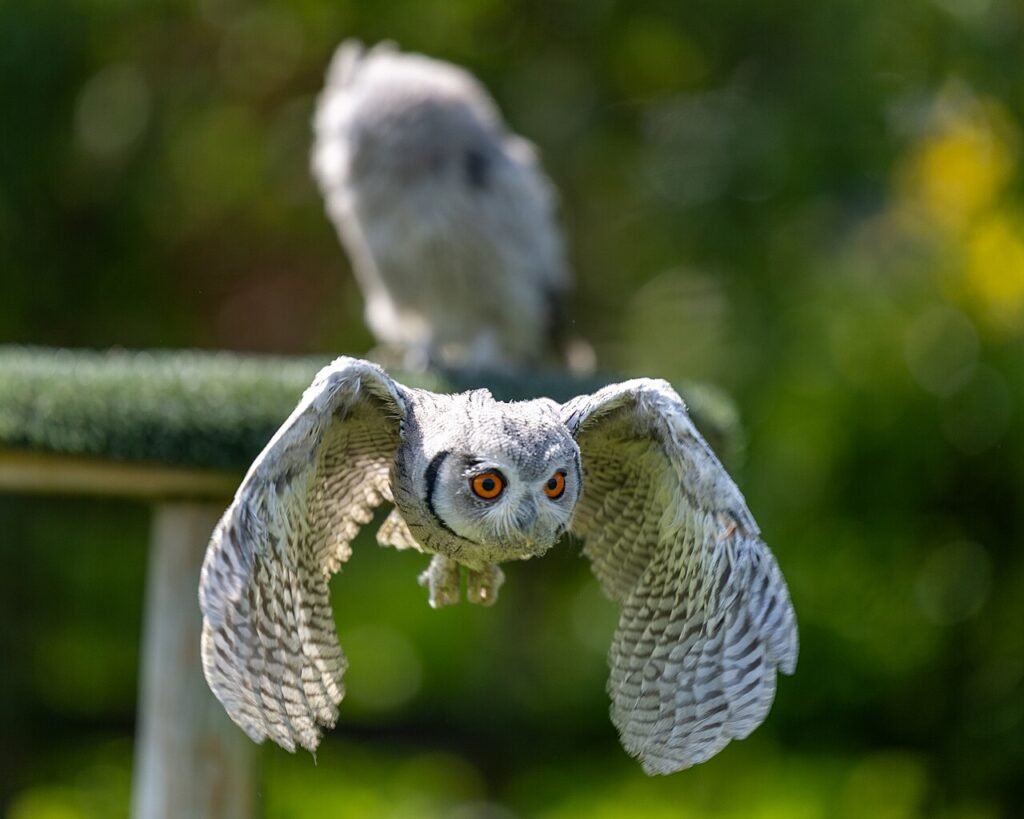Southern white-faced owl flying toward the camera with spread wings and orange eyes