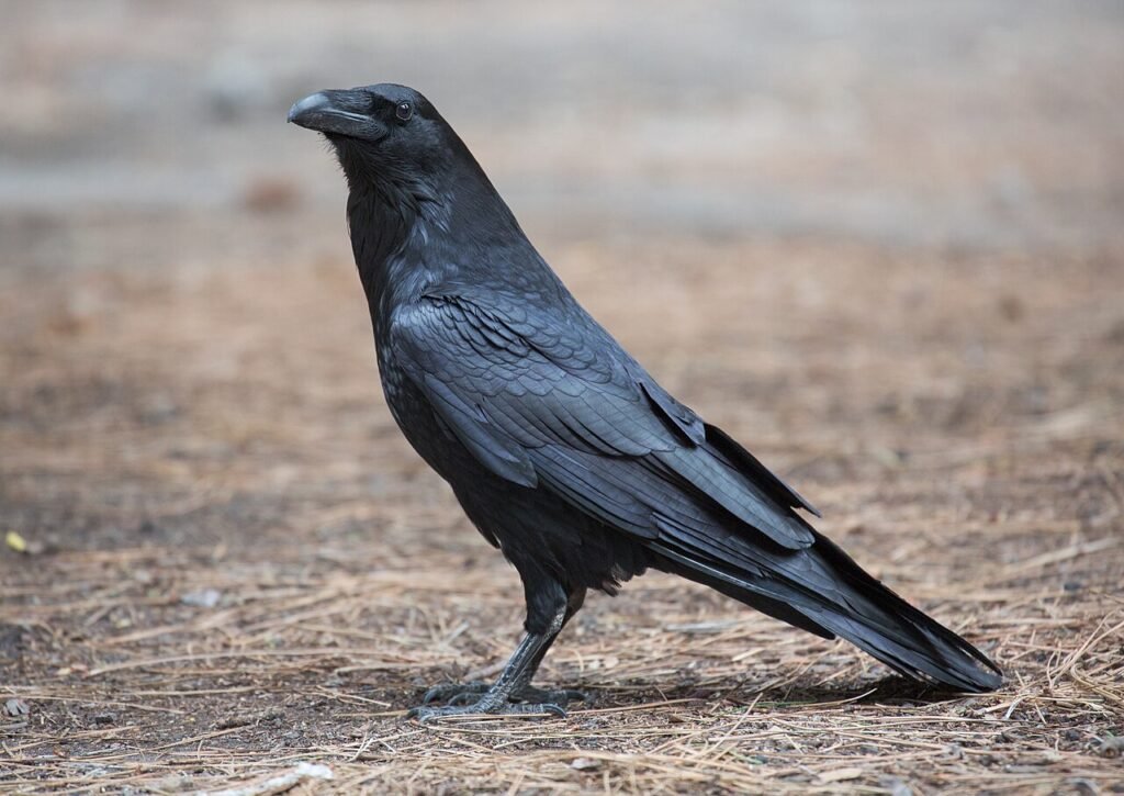 Black common raven standing in profile on the ground with its beak pointing left