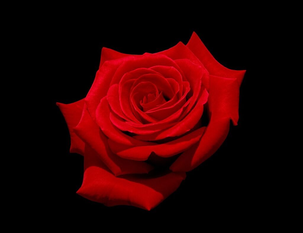 Red rose bloom seen from the front against a black background