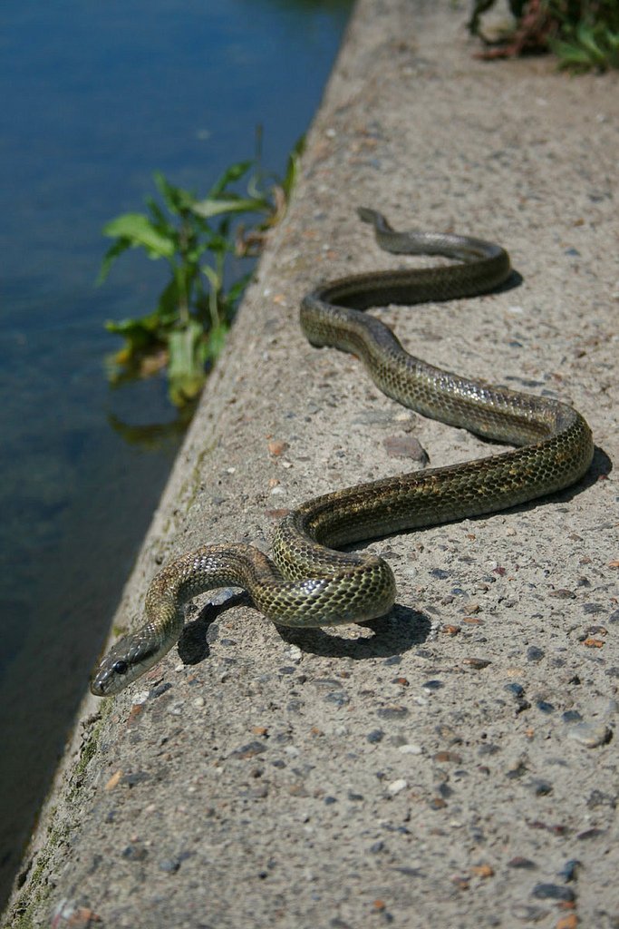 Japanese rat snake curving along a rough wall beside water