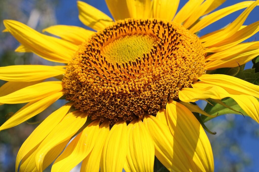 Close-up of a yellow sunflower with a textured seed head and radiating petals against a blue sky