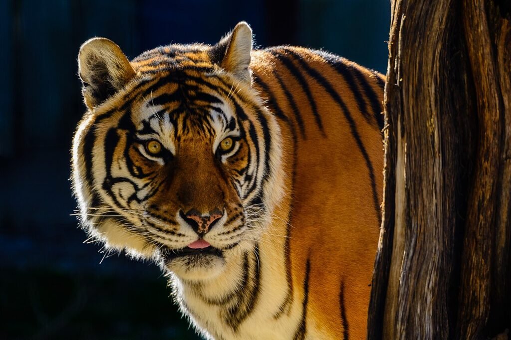 Bengal tiger facing the camera with striped shoulders and a tree trunk at one side