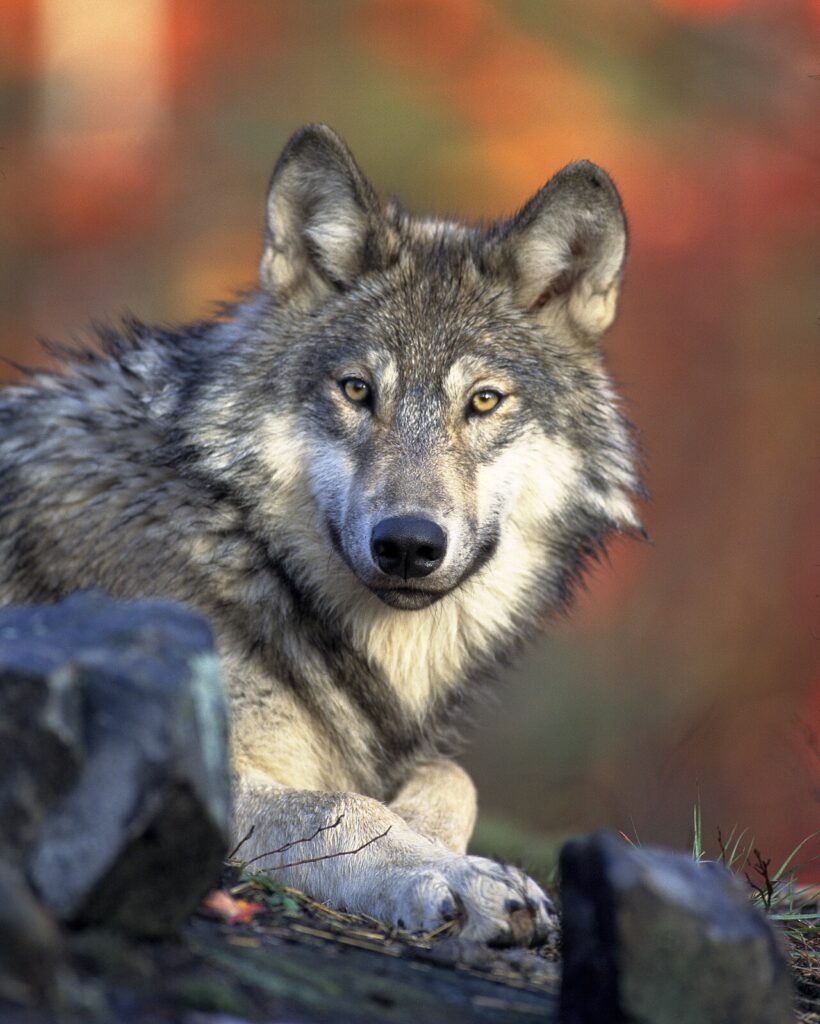 Grey wolf facing the camera while resting with its front paws on a rock